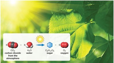 Photosynthesis: CO2 and H2O converted to glucose and O2 using sunlight