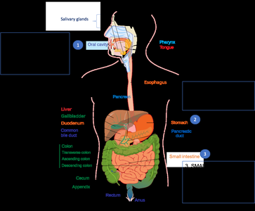 Digestive system diagram