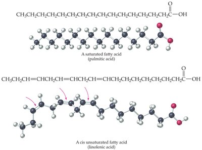 Lipid classification chart