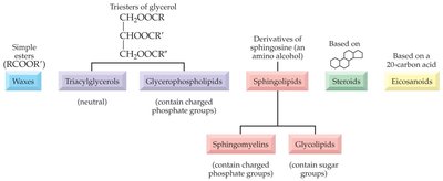 Wax structure example