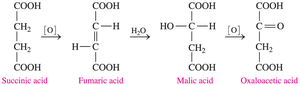 Citric acid cycle: oxidation and decarboxylation of carboxylic acids