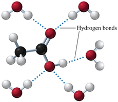 Hydrogen bonding between acetic acid and water molecules