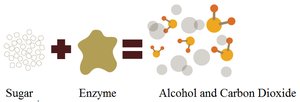 Sugar + Enzyme = Alcohol and Carbon Dioxide