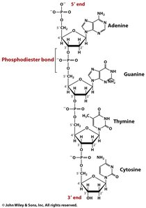 Polynucleotide structure