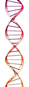 DNA double helix