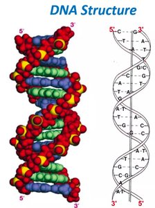 Base-pairing: A-T and G-C