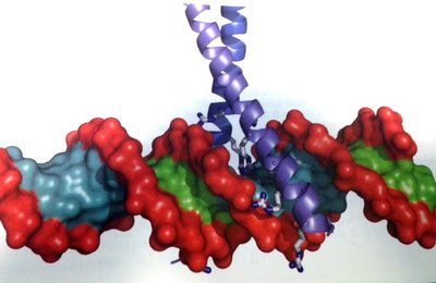 Protein-DNA interaction: transcription factor bound to DNA