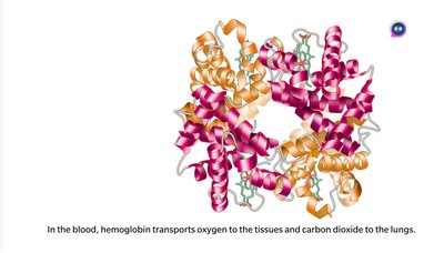 Structure of hemoglobin protein