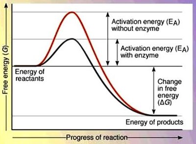 Activation energy diagram for catalyzed and uncatalyzed reactions
