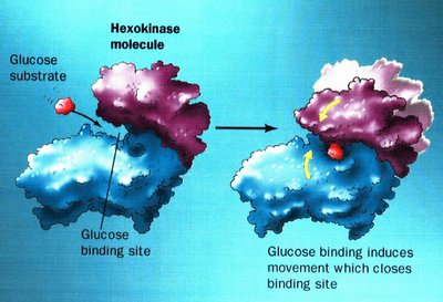 Induced fit model with hexokinase