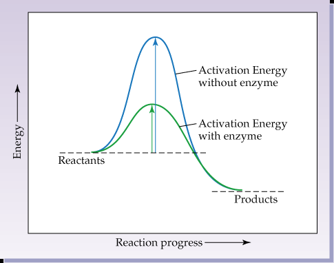Enzyme lowers activation energy