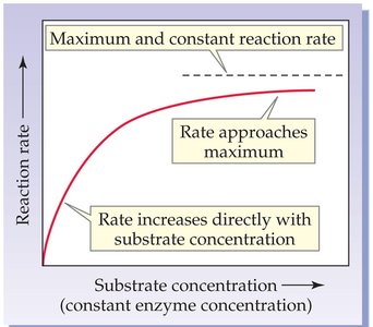 Substrate concentration vs. reaction rate