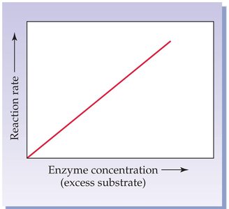 Enzyme concentration vs. reaction rate