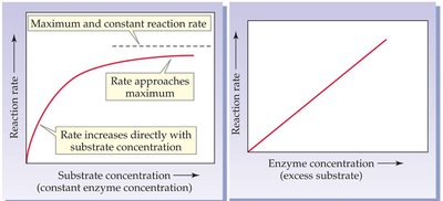 Temperature vs. reaction rate