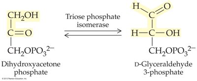 Triose phosphate isomerase reaction