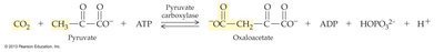 Pyruvate carboxylase ligase reaction