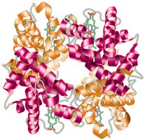 Hemoglobin structure