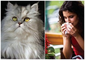 Person sneezing near a cat