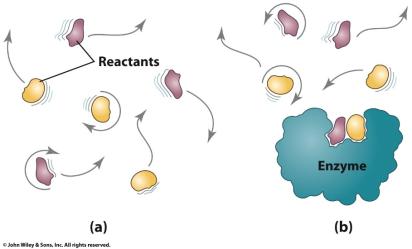 Enzyme action and reactant immobilization