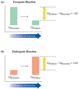 Exergonic and endergonic reactions