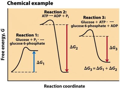 Coupled reactions and ATP