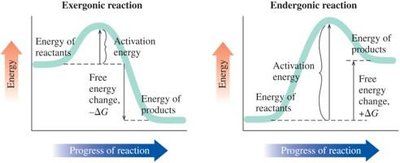 Activation energy in exergonic and endergonic reactions