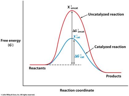 Catalyzed vs uncatalyzed reaction energy profile