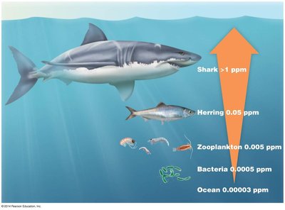 Biological magnification of pollutants in a food chain