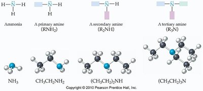 Structures of ammonia, primary, secondary, and tertiary amines