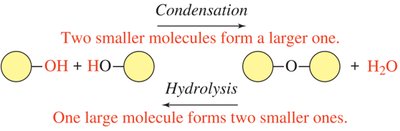 Condensation and hydrolysis schematic
