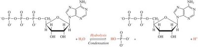 Hydrolysis and condensation of ATP