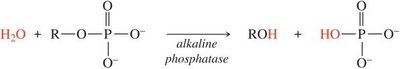 Hydrolysis of phosphate ester by alkaline phosphatase