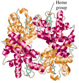 Hemoglobin quaternary structure
