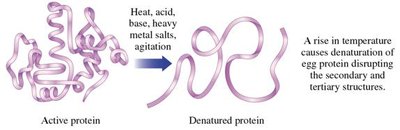 Protein denaturation