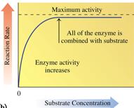 Enzyme activity vs substrate concentration
