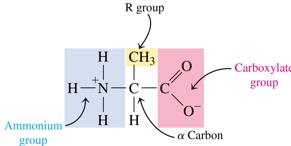 Amino acid structure diagram