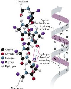 Alpha helix structure