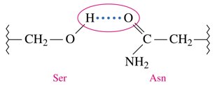 Hydrogen bond between Ser and Asn