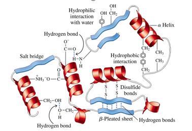 Tertiary structure interactions