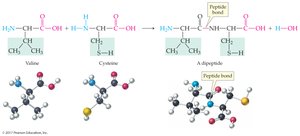 Formation of a dipeptide
