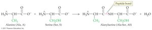 Peptide bond formation: alanine and serine