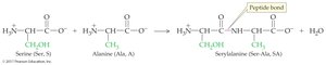Peptide bond formation: serine and alanine