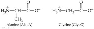 Alanine and glycine structures