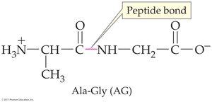 Ala-Gly dipeptide structure
