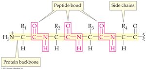 Protein backbone structure