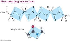 Planar units along a protein chain