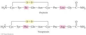 Oxytocin and vasopressin sequence comparison