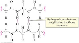 Hydrogen bonding in secondary structure