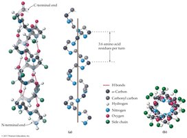 Alpha-helix structure