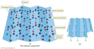 Beta-sheet structure